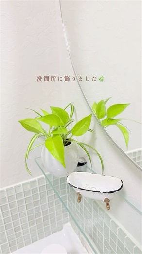 ポトスとオリヅルラン 水耕栽培で寄せ植え #水栽培 #観葉植物 #植物 #暮らし #50代 #plantslover #plantslovers