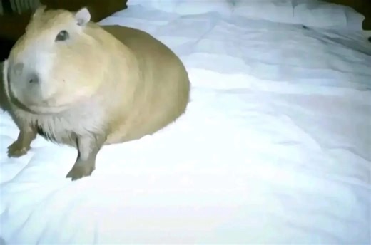 Spinning Cat Meme: Nobody Came Edition