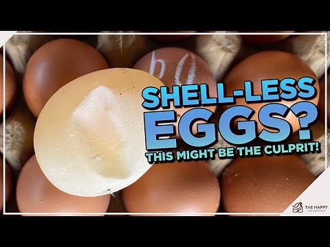 Cracking the Case: Understanding Egg Drop Syndrome in Chickens!