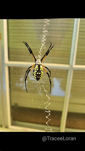 WERD TYME Rewind: Gossamer — Meaning & Example | Serene Sundays