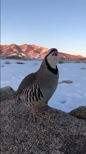 Quail Sings at Winter Sunset ❄️🎶
