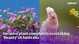 Invasive plant completely overtaking ‘beauty’ of Australia