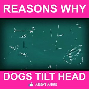 1.5K views · 30 reactions | Why Dogs Tilt Head | Dog Information Ever wonder why dogs tilt their head? Get your question answered by watching the video below! Dog Lovers Dog Breed Info Center(R) Dog World #why #dog #dogs #tilt #their #head #reasons #rationale #doglover #canine Source: youtube/BrainStuff - HowStuffWorks | Adopt A Dog | Facebook