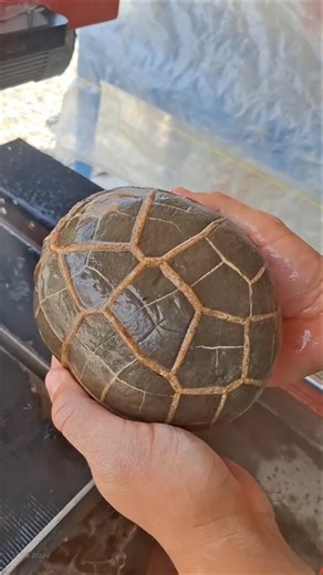 This Thing Is Not A Turtle Shell. #shorts