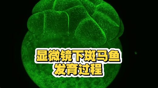 显微镜下的斑马鱼发育过程