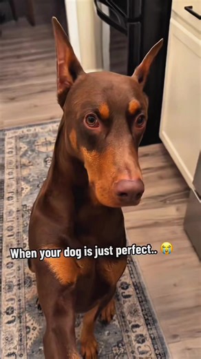 Roxy the Doberman Plays Gentle Paw Game & Hide and Seek