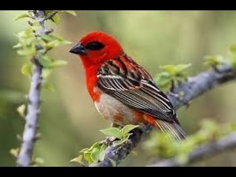 La #nature les #oiseaux et la #faune #forestière