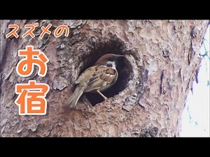 雀のお宿1 木の穴で巣作りするスズメ Sparrow building nest. 野鳥観察 すずめ かわいい 営巣 すずめのお宿 雀の巣