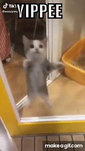 YIPPEE CAT on Make a GIF