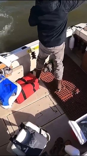 1.5K views · 19 reactions | @officialfishermanslife showing us how making bait in SF bay can be easy with a cast net when the herring are in the bay  Credit: @officialfishermanslife #Ahiusa #herring #sanfrancisco #sfbay #fishermanslife #castnet #bait #norcal #bayarea | Promar & Ahi USA | Facebook