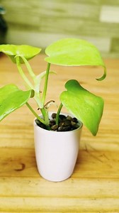 27K views · 562 reactions | Easy Pothos Propagation Ideas from Cuttings . #pothos #gardeningtips #indoorplants #plant #propagation #gardening | Fashion home gardening | Facebook