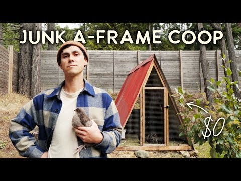 DIY A-frame chicken coop built for $0 | Start-to-finish building process