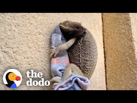 Bearded Dragon Spoons With His Favorite Sock | The Dodo