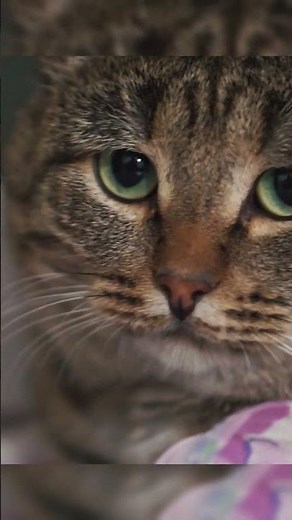 👉 “How Smart Are Cats? 😺 Problem-Solving Felines Explained”