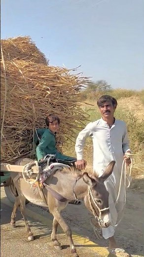 "Shocking Load on Donkey Cart! Unique Desert Scene"