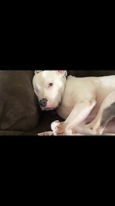 Do your dogs act like they just worked a 12 hour shift, at least 5x a day? 😇 #dogsoffacebook #dogreels #adorabull #cutedogs #familyReels #dogpeople #funnyreels #dogmom #dogmomlife #dogslife #pitmix #staffymix | A Tale of 2 Pitties