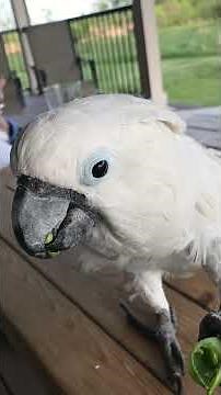 Cockatoo eating peas in the wind