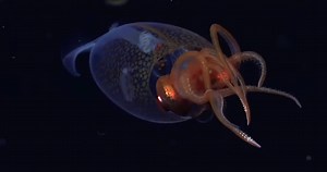 Deep sea craft filmed unprecedented footage of a colossal squid