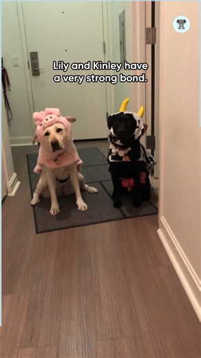 Dog Alerts Deaf Sister To Go On Walks! 🥹 | The Koala