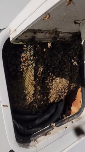 Beehive Moving into RV: Bee Rescue Expert Saves the Day