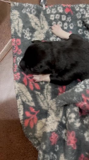 Caring for a Newborn Puppy: Essential Tips and Tricks