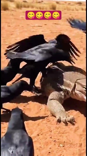 Monitor Lizard Regrets Attacking Crow 😱🐦 | Unexpected Twist in the Wild! #livefeeding #shorts #viral