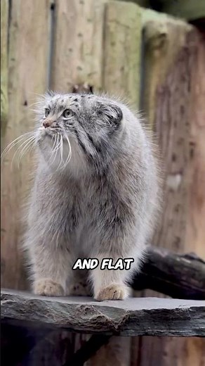 The World’s Grumpiest Wild Cat | Pallas’s Cat 😾❄️