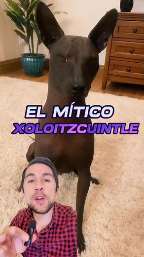 El Sagrado Xoloitzcuintle: Leyenda y Cuidados
