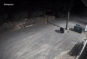 Air Tech HVAC dumpster seems to be a great spot for some good food. Check out our new friend as this is his 2nd visit this year so far. This clip is just one of many that I have of the 5 garbage bags he removed and carried back to the woods. | Air Tech HVAC, Inc.