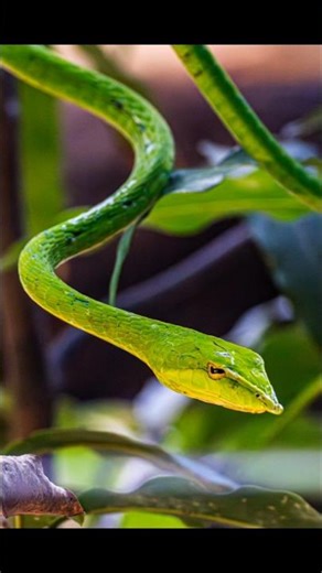 most venomous snake #venomoussnakerescue #venomus #africawildlife #africawildanimals