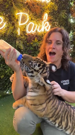 28K views · 14K reactions | Bottle-feeding a tiger is a surreal and...