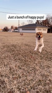 Being able to communicate properly with your dogs means more freedom to do the things you want to do with them! When you establish proper communication with your pup and they know what’s expected of them you can enjoy things like off leash freedom! My dogs know when I call them I need to come! Even if they’re in the middle of playing with each other or chasing after wildlife! If that’s sounds like something you’d like to be able to do with your dog, give us a call! 1(410)477-200 #dogsofinstagram