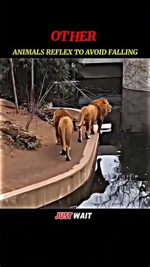 Only the Leopard Passed the Reflex Test 😳#animals#wildlife#reflexes#shorts#viralshorts