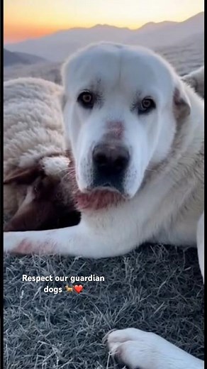 Brave Shepherd Dogs vs Wolves 🐺🐕 | Shocking Real Footage | #dog #shepherd #wolves