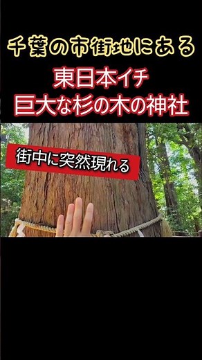 千葉⛩️町中で突如現れる東日本イチ巨大な木と神社【千葉県、成田、ライブカメラ】パワースポット、一人旅、廃墟、探索、遭遇、心霊スポット、ユーチューバー、秘境、観光、旅、映像、動画 #shorts