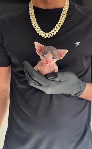 The Cutest Kittens Compilation #cutekittens, #kittenlove, #catsoftiktok, #catmeme, #fyp