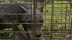 Is this animal a real chupacabra? | CNN