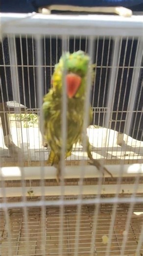 wait for end 👍 #shortfeCoco isnan ke baad bilkul fresh 😍🛁 | Cute Parrot After Bath