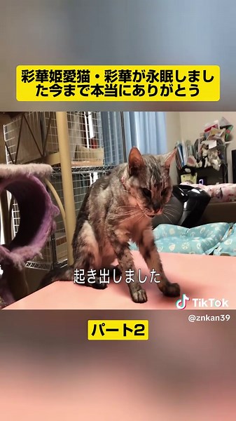 子猫の保護動画｜捨て猫を救う感動の瞬間