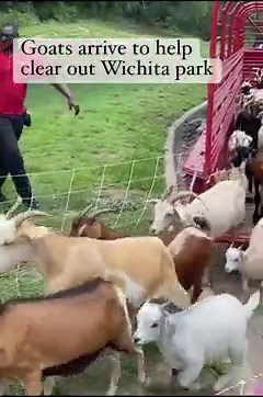 Goats from Restoration Grazing in Butler County get to work at Sim Park.📷: Casey Loving https://www.kansas.com/news/local/article276575856.html | Wichita Eagle