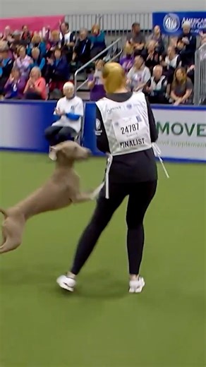 Sterling the Weimaraner rocketed through the course!