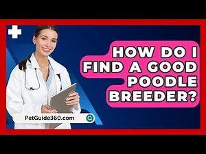 How Do I Find A Good Poodle Breeder? - PetGuide360.com