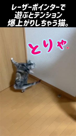 レーザーポインターで遊ぶとテンション爆上がりしちゃう猫。 #猫のいる暮らし #猫のいる生活 #好きな子猫 #猫好きさんと繋がりたい #子ネコ #子猫 #ねこ #猫動画 #猫