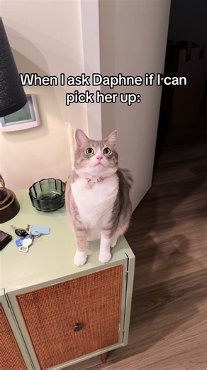 The Adorable Nature of Tabby Cats