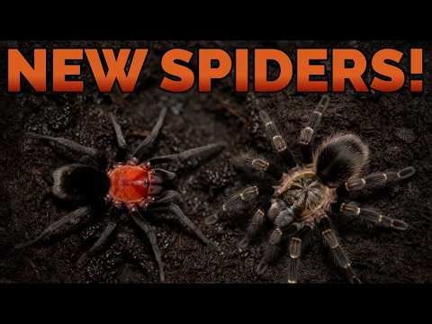 New Additions! Grammostola pulchripes & Bumba horrida Rehouse!