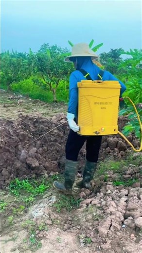 Farmers use salt very effectively to remove weeds. #EnvironmentalProtection #KoreanAgriculture