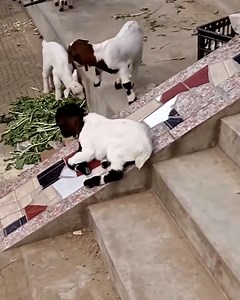 4.6M views · 181K reactions | Baby sheep have turned this family's porch into a playground  | Furry Tails | Facebook