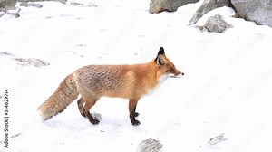 Wild red fox walking  on the snow at winter time of High Tatra mountains, Slovakia