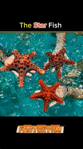 Starfish Secrets That Will Blow Your Mind! 😱⭐ #facts