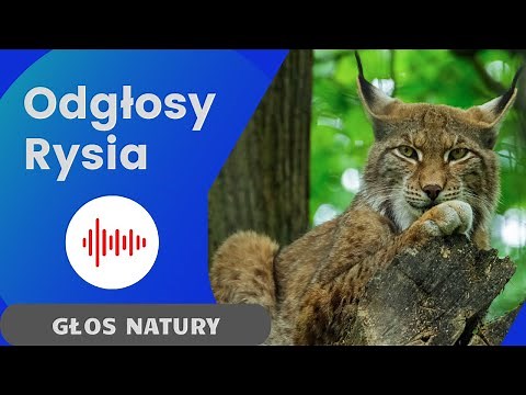 Ryś. Odgłosy Rysia. Dźwięk jaki wydaje Ryś. Jakie dźwięki wydaje ryś?